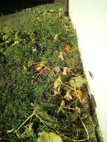 potimarons en septembre